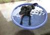 Dog in Pool