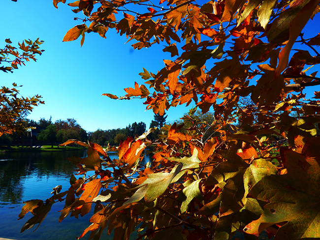 As Autumn Colors Fall