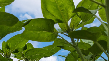 agriculture crops