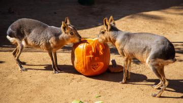 Halloween Zoo-Tacular at the OC Zoo, 2022. Photo courtesy of OC Parks.