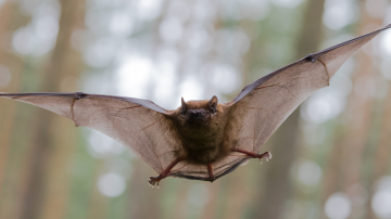 Bats