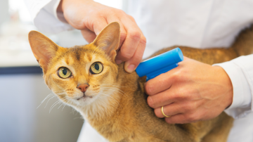 Microchip Clinic for Dogs and Cats