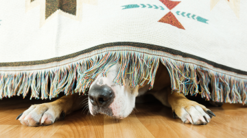 OC Animal Care Pets Fourth of July