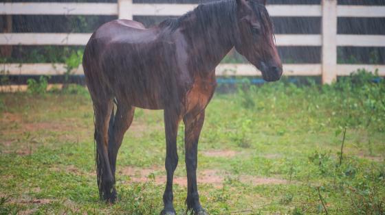Horse standing in a meadow during heavy rainfall.
