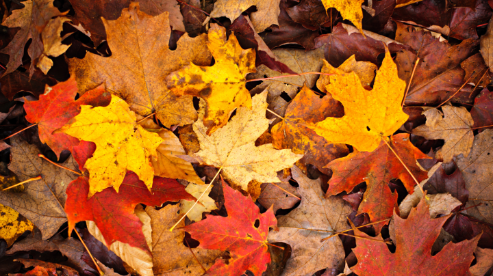 colorful autumn leaves on the ground