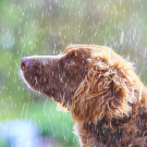 OC Animal Care Dogs Rain