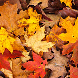 colorful autumn leaves on the ground
