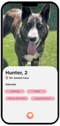 Dog Profile of Hunter, age 2