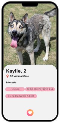 Dog Profile of Kaylie, age 2