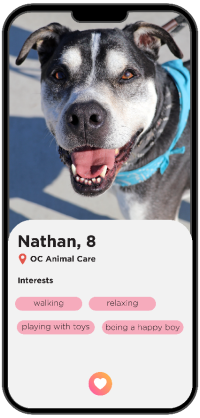 Dog Profile of Nathan, age 8