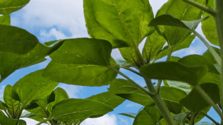 agriculture crops