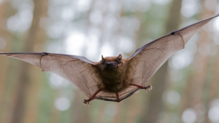Bats