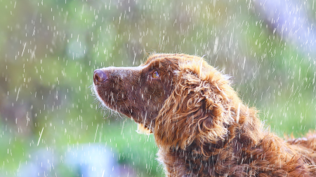 OC Animal Care Dogs Rain
