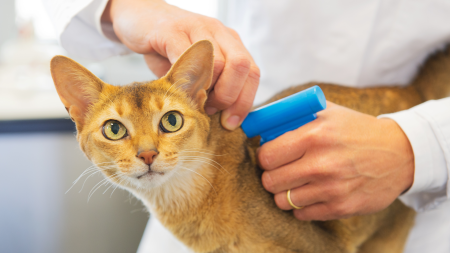 Microchip Clinic for Dogs and Cats