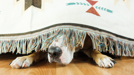 OC Animal Care Pets Fourth of July