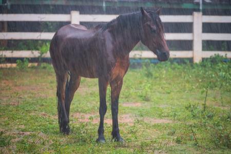 Horse standing in a meadow during heavy rainfall.
